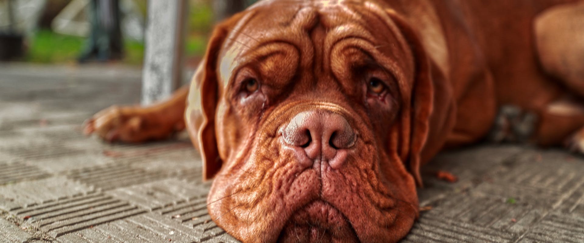 Mastiff online dog names